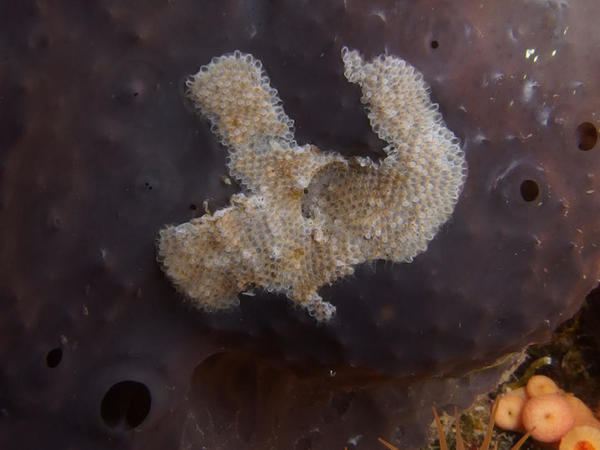 Bryozoaire