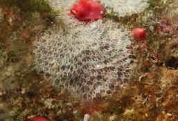 Bryozoaire