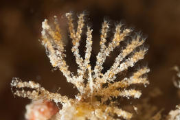 Bryozoaire