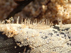 Bryozoaire