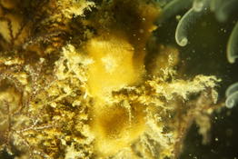 Bryozoaire à grands lophophores orange ?