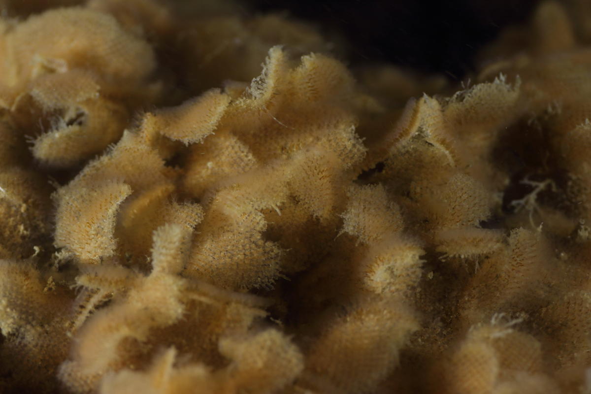 Bryozoaire à identifier