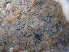 Bryozoaire à mailles serrées