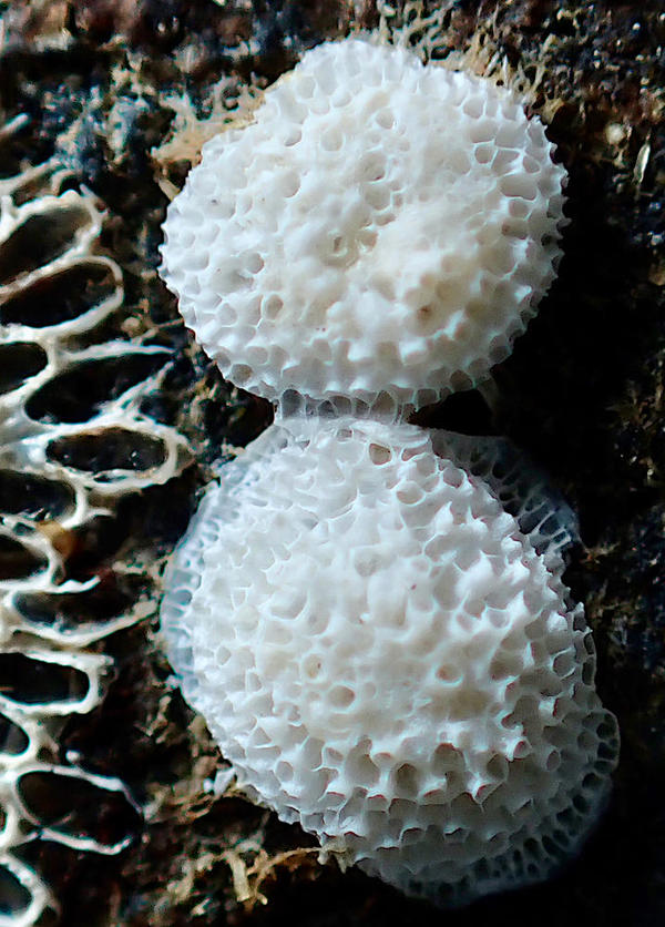 Bryozoaire ? à SPM