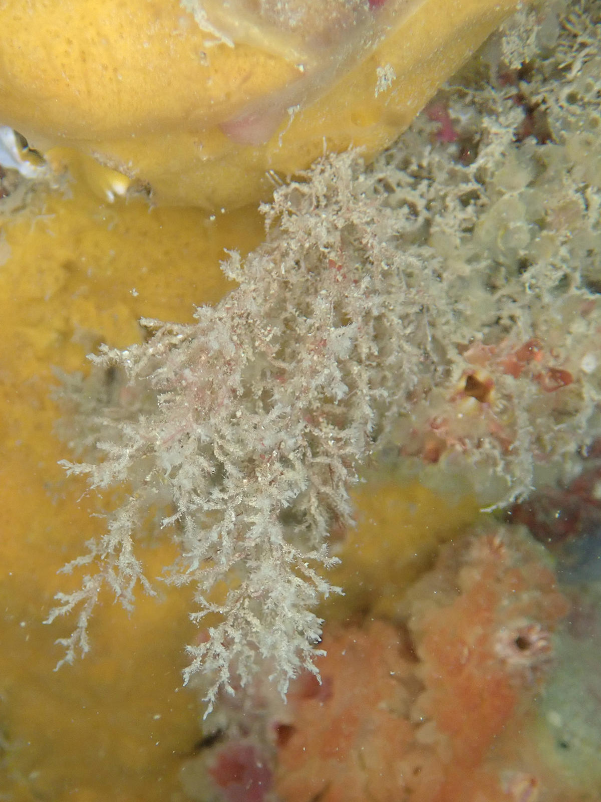 Bryozoaire amathie ?