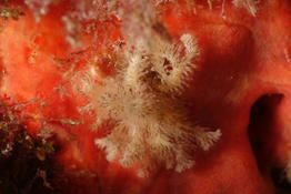 Bryozoaire arbustif