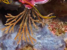 Bryozoaire arbustif