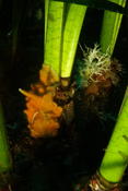 Bryozoaire au pied de posidonie