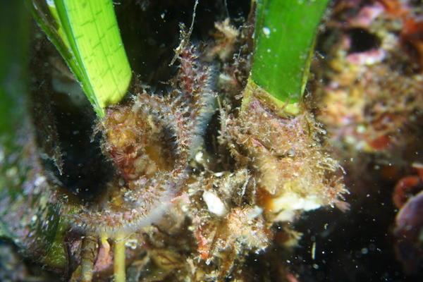 Bryozoaire avec de grands lophophores blancs