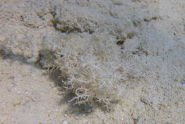 Bryozoaire Buissonnant ou Spaghetti ?