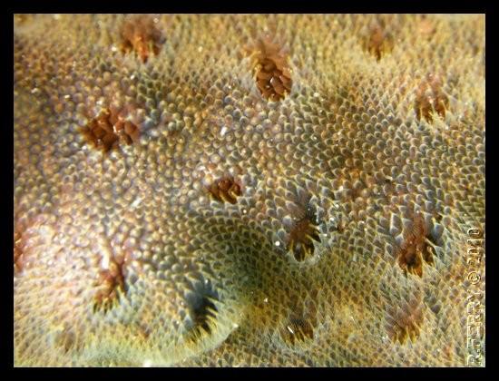 Bryozoaire (caraïbes)