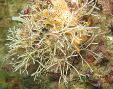 Bryozoaire Cellaria