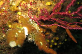 Bryozoaire corne d'élan ?