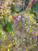 Bryozoaire Corse