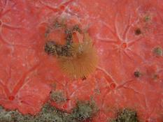 Bryozoaire Corse