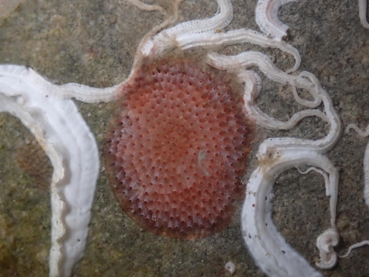 Bryozoaire de Cros de Cagnes