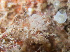 Bryozoaire de Méditerranée