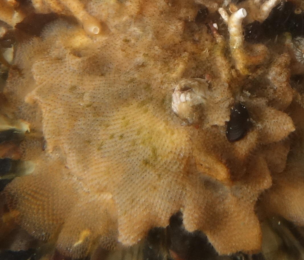 <p>Bonjour et merci pour ta réponse</p><p>Voici un extrait de ma photo la plus zoomée possible. Je n'ai pas fait de macro. </p><p>Je retourne bient... <p>Bonjour et merci pour ta réponse</p><p>Voici un extrait de ma photo la plus zoomée possible. Je n'ai pas fait de macro. </p><p>Je retourne bient...