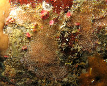 Bryozoaire des Antilles 1