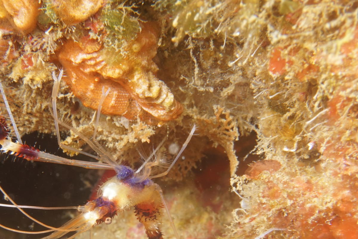 Bryozoaire des Caraïbes