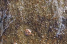 Bryozoaire du genre Electra