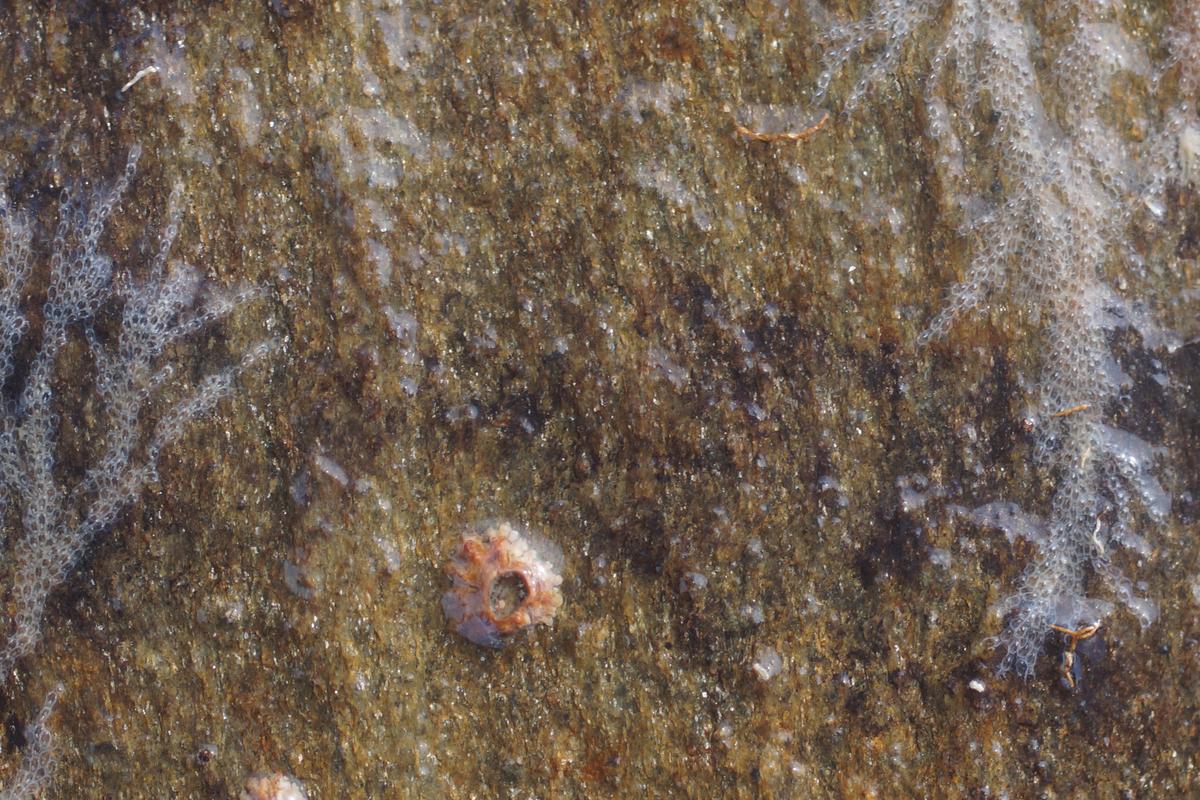 Bryozoaire du genre Electra