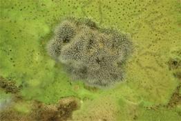 Bryozoaire eau douce