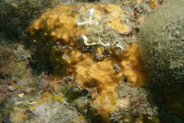 Bryozoaire encroutant