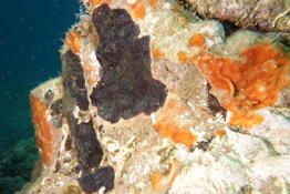 Bryozoaire encroutant orange