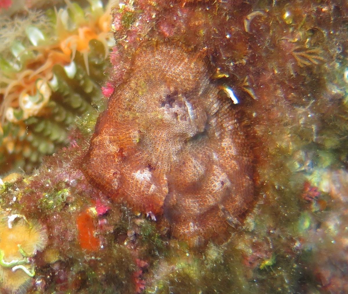 Bryozoaire encroutant rouge ?