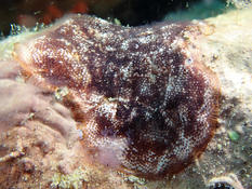 Bryozoaire encroûtant rouge - Schizobrachiella sanguinea ?