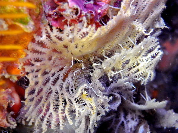 Bryozoaire eventail dentelé (caraïbes)