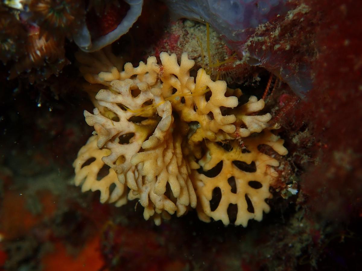 bryozoaire Frondipora verrucosa?