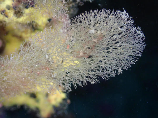 Bryozoaire, hydrozoaire ou algue ?