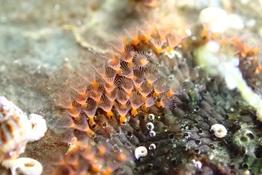 Bryozoaire inconnu