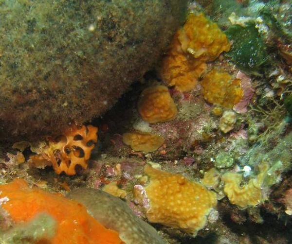 bryozoaire jaune orangé