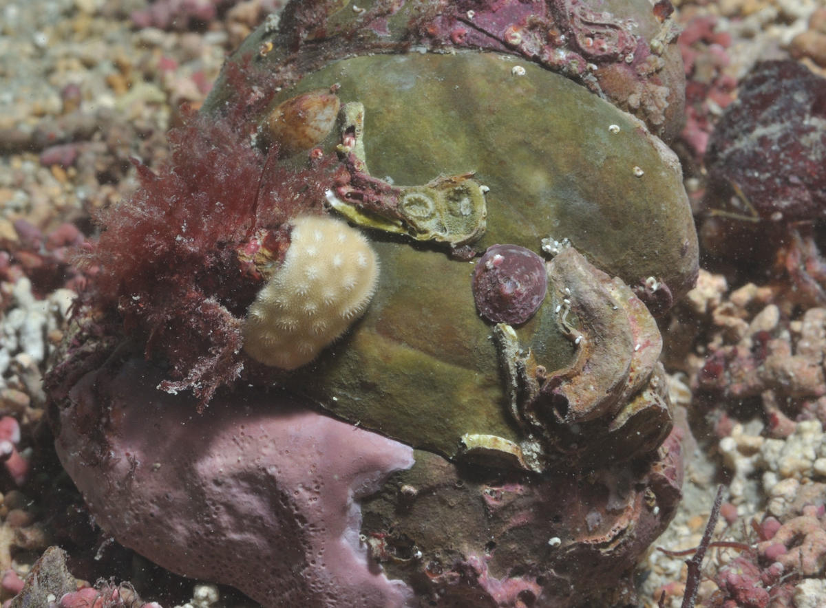 Bryozoaire ; lequel ?