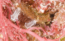 Bryozoaire non identifié