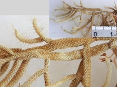 Bryozoaire normand cherche son petit nom...