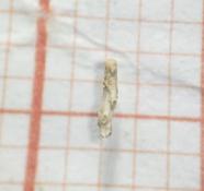 Bryozoaire ou Algue?