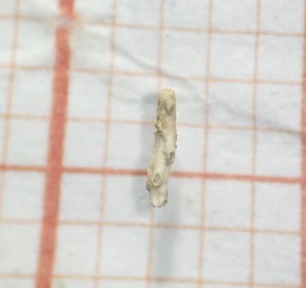 Bryozoaire ou Algue?