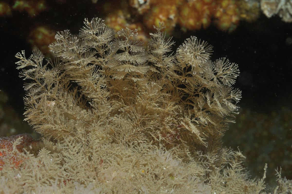 Bryozoaire ou hydraire ?