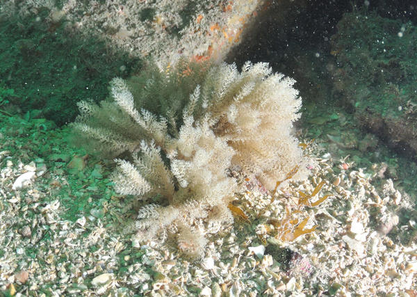 Bryozoaire ou Hydraire , et lequel?