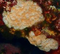Bryozoaire ou non ?