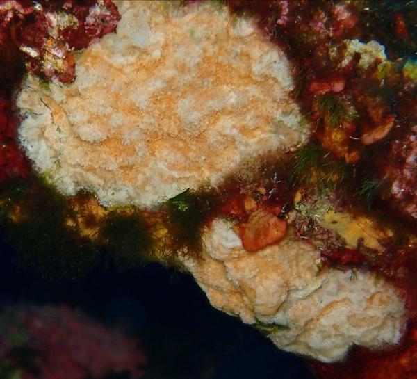 Bryozoaire ou non ?