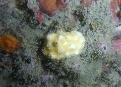 Bryozoaire ou pas