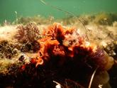 Bryozoaire rouge