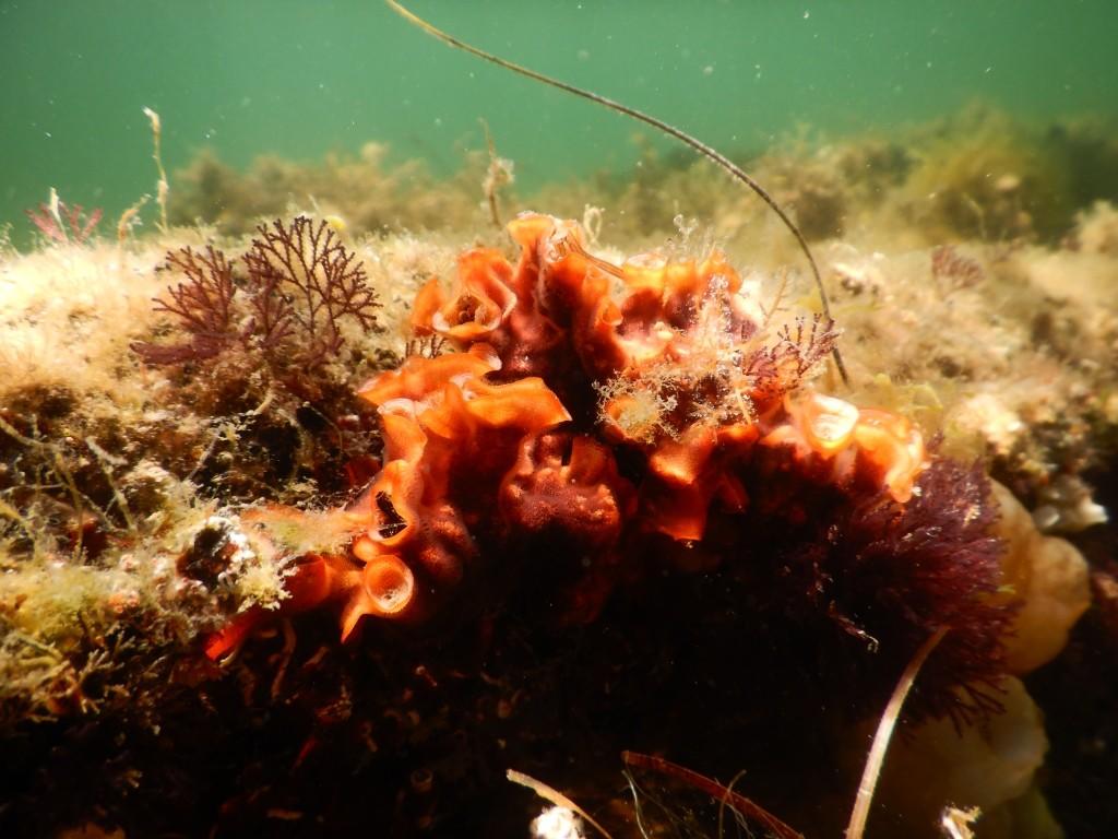Bryozoaire rouge