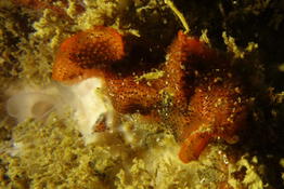 Bryozoaire rouge