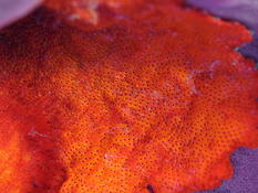 Bryozoaire rouge perlé (caraïbes)
